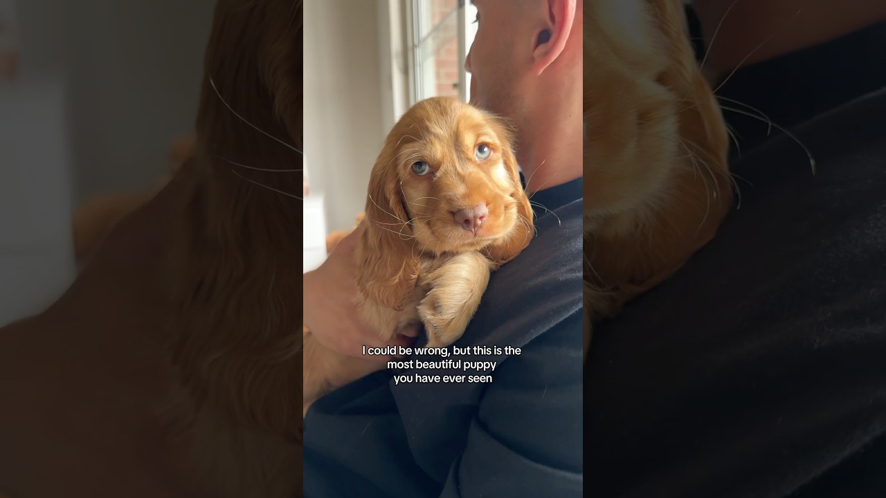 The most beautiful puppy I&rsquo;ve ever seen!!! 🥹 #puppy #dog #cockerspaniel #cutepuppy