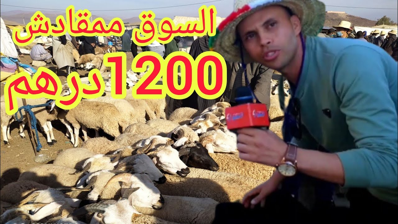 من سوق الاسبوعي أربعاء العياشانواحي أصيلا أجي تشوف أثمنة الحولي والماعز اليوم اش بان ليكم في الثمن؟.