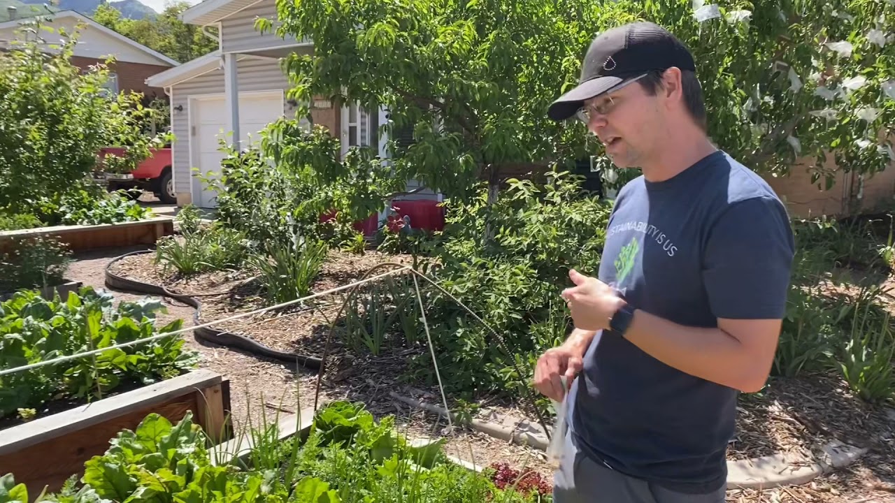 ONE BED VEG Part 6 Harvesting peas, cutting out spinach, thinning carrots June 1