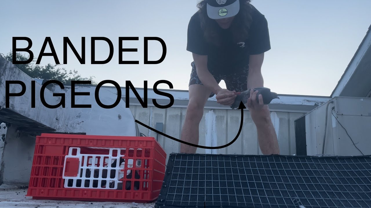Trapping Banded Pigeons!!! (THEY CAME BACK?)