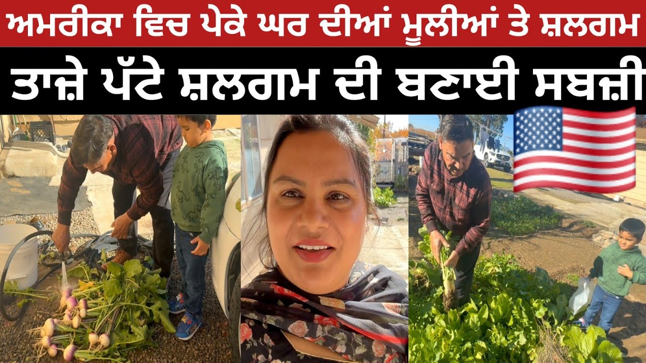 Homegrown Vegetable In USA | ਅਮਰੀਕਾ ਵਿਚ ਪੇਕੇ ਘਰ ਦੀਆਂ ਮੂਲੀਆਂ ਤੇ ਸ਼ਲਗਮ | Punjabi Vlog |