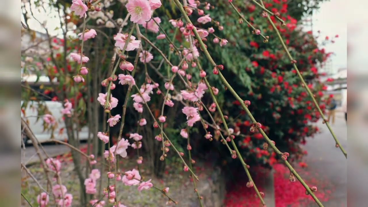 梅宮大社（うめのみやたいしゃ）　梅　紅梅　白梅　神苑　椿　池中亭