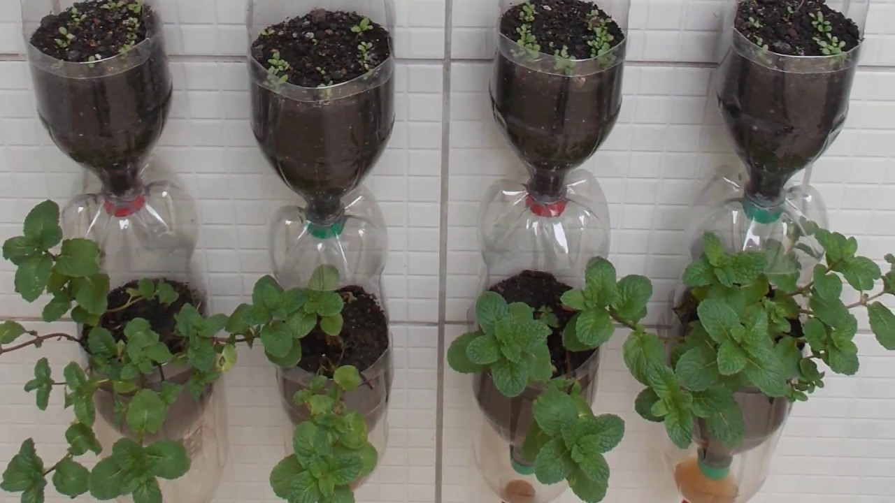 C&oacute;mo hacer huerta con botella pet - Ideas Creativas - 1&ordf; Temporada - EP 9 - Pet bottle garden
