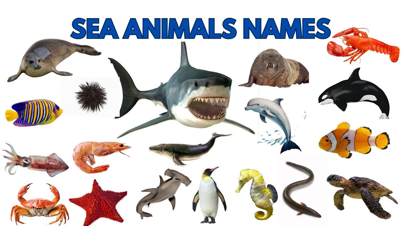 Let’s Explore the Amazing World of Sea Animals with Their Fun Facts In English🐳🦀