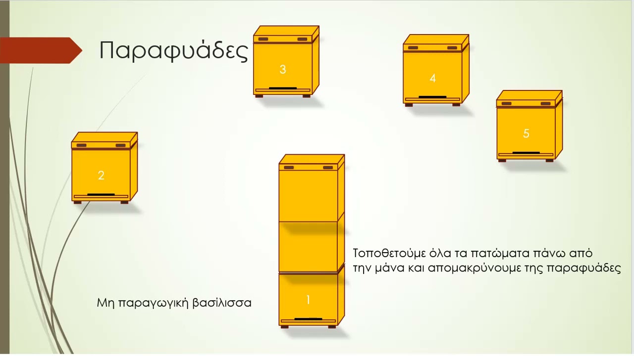 Εκμετάλλευση παραφυάδων για μέλι