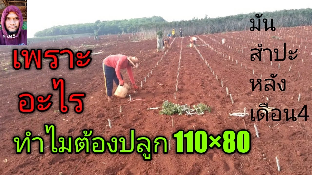 พาไปดูว่าทำไม ต้องปลูกมันสำปะหลังเดือน4 ระยะห่าง110×80 #cassava#ตอง8#ปลูกมัน#มันสำปะหลัง