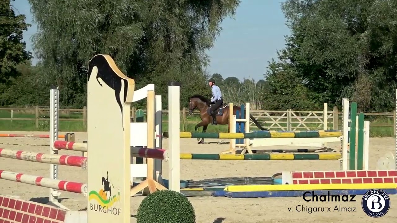 Chalmaz - gelding - born in 2017 (Chigaru x Almaz)