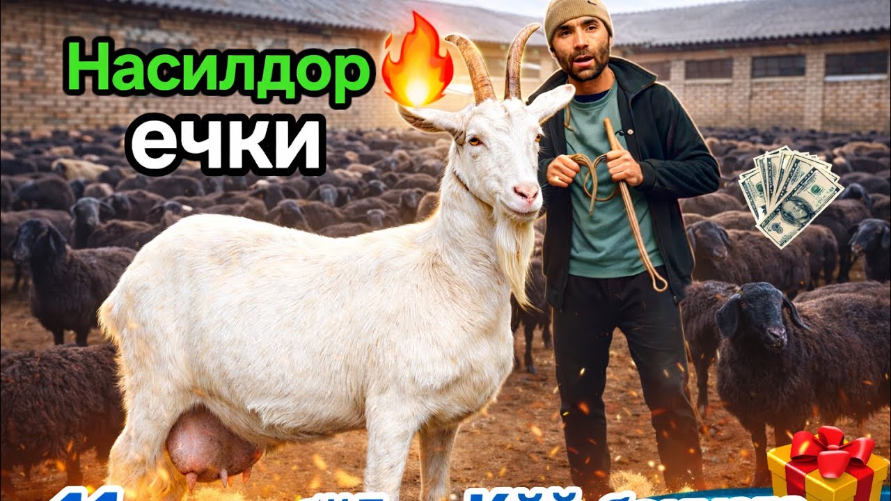 10 та қўй бекорга бонус🎁 500 дона бўгоз қўй насилдор ечки