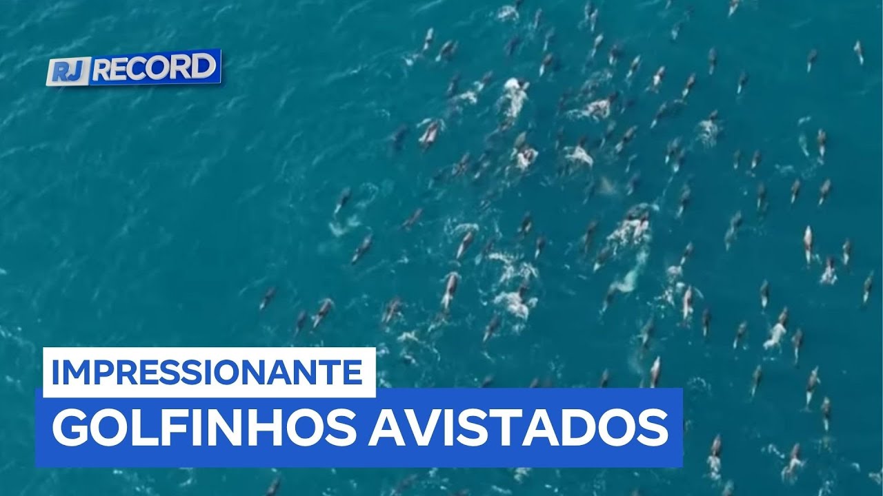 Imagens mostram centenas de golfinhos nadando ao lado de baleias em Arraial