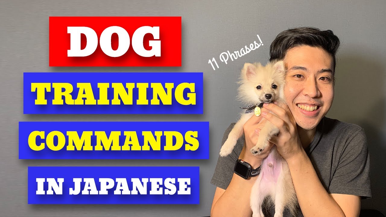 Basic Commands to train dogs in Japanese! [Shake, Stay, and more!]