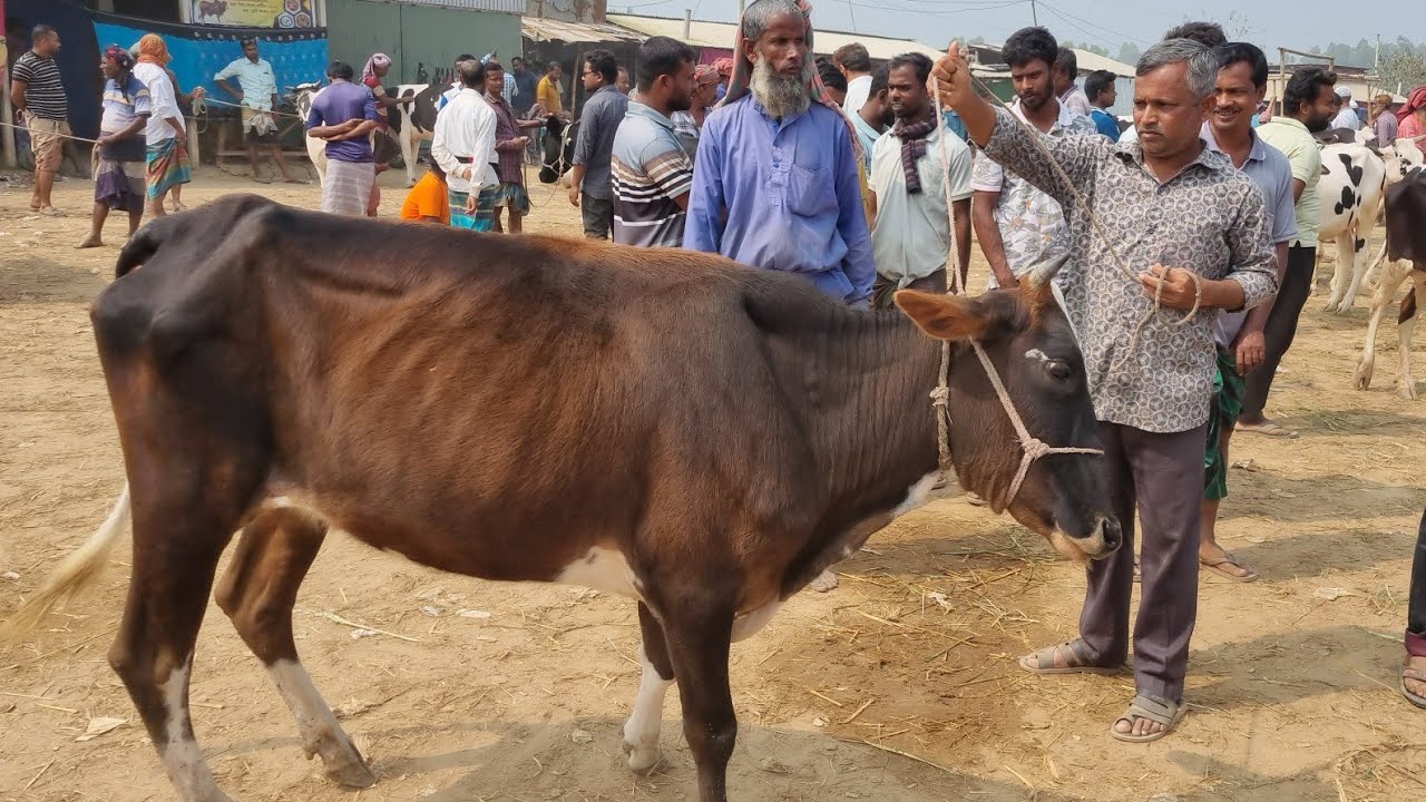 @আজ ৬ মার্চ ২৬ | মোটাতাজার উপযোগী শুকনো গাভী এবং বকনা গরুর দাম | রানীগঞ্জ হাট | দিনাজপুর 