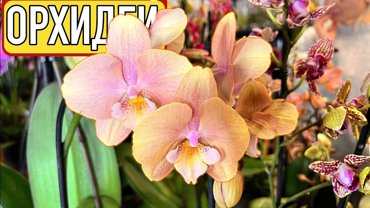 Новая поставка | Crystal Orchid 