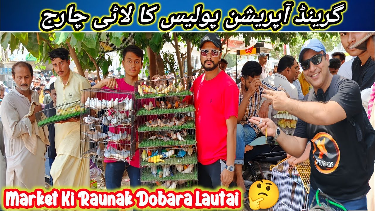 Lalukhet Sunday Birds Market 2025 Latest Update | lalukhet birds market 2025 latest update@SYEDBIRDS