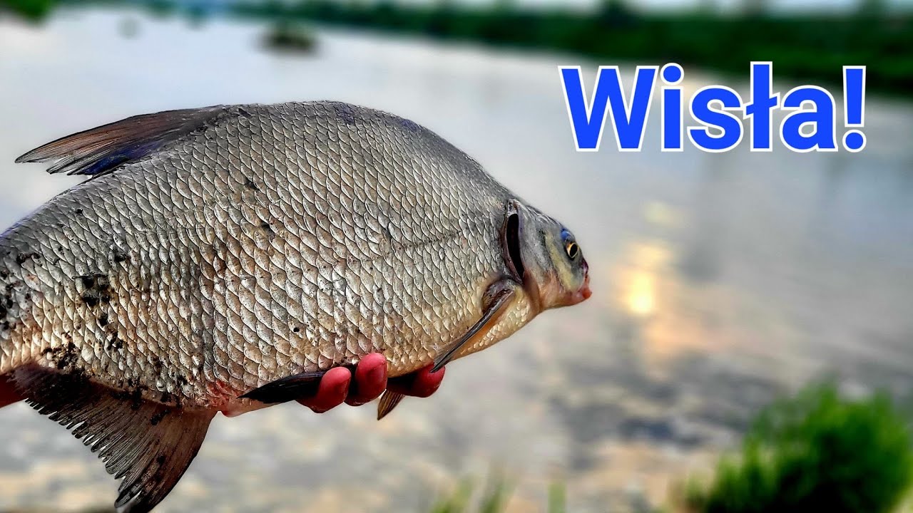 Krótki Rekonesans na Wiśle! Klasyczny Rzeczny Feeder Wędkarstwo