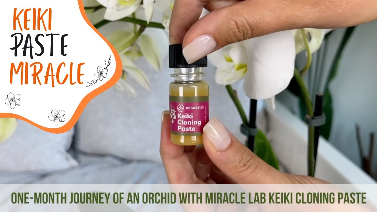 Amazing 30-Day Transformation: Miracle Lab Keiki Paste on Orchid Stem!