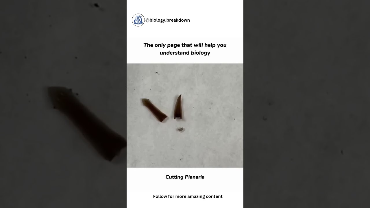 🌊 Meet Planaria: The Amazing Regenerative Flatworms! 🐍✨