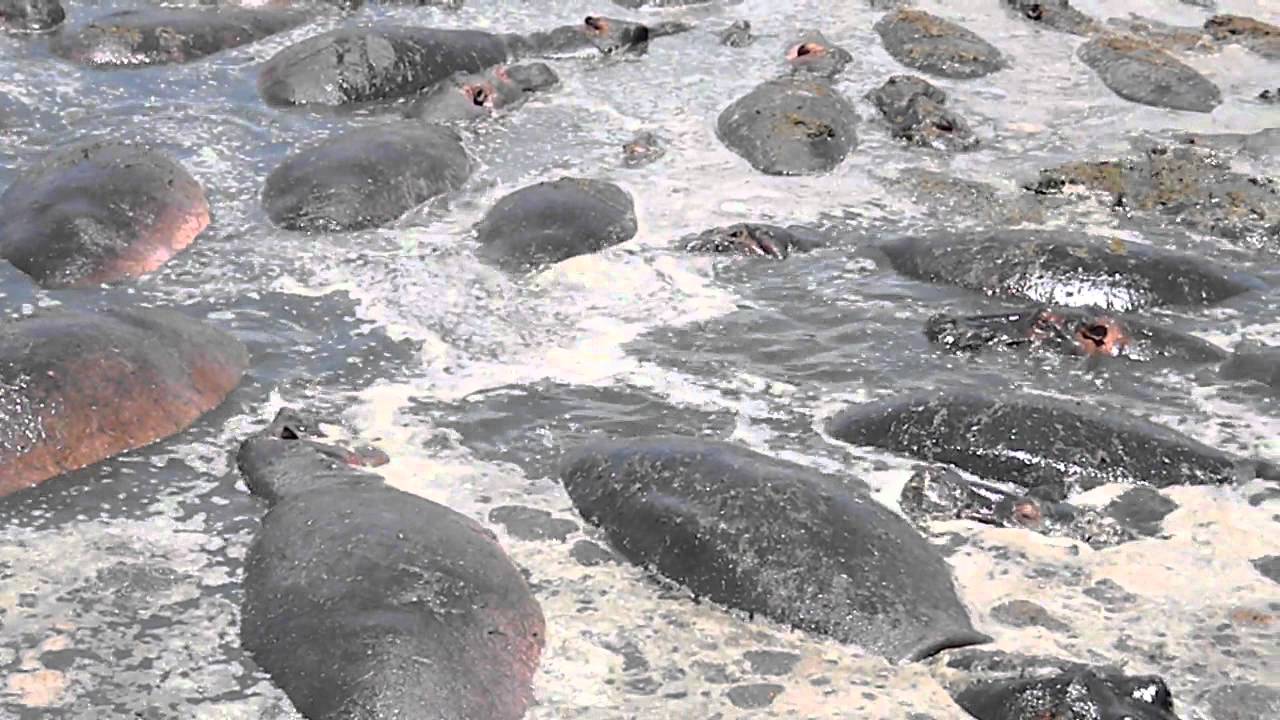 Bog of Eternal Stench