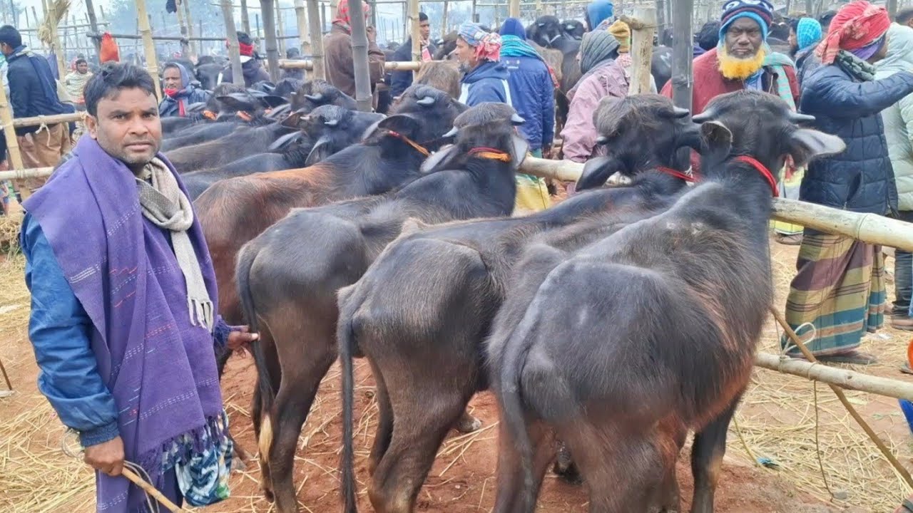 ৬/১/২৬/@মাঝারি সাইজের মহিষের দা*ম শুনলে সত্যিই অবাক হবেন🐃! রাজশাহী সিটি হাট।