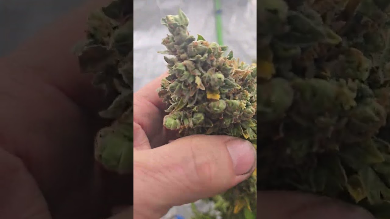 Growing the Dumpster weed Genetics in Ohio living it