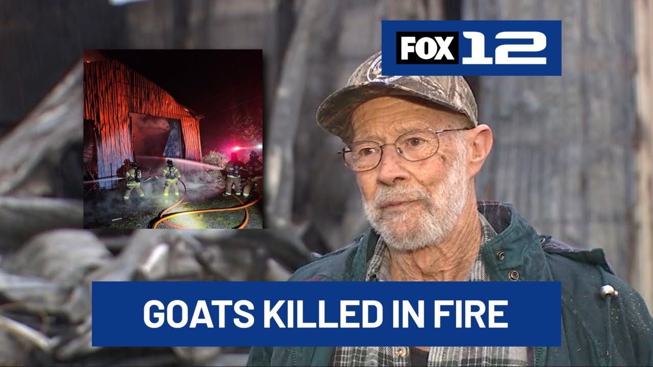Over $15K raised for Tillamook farmer who lost 21 goats in barn fire