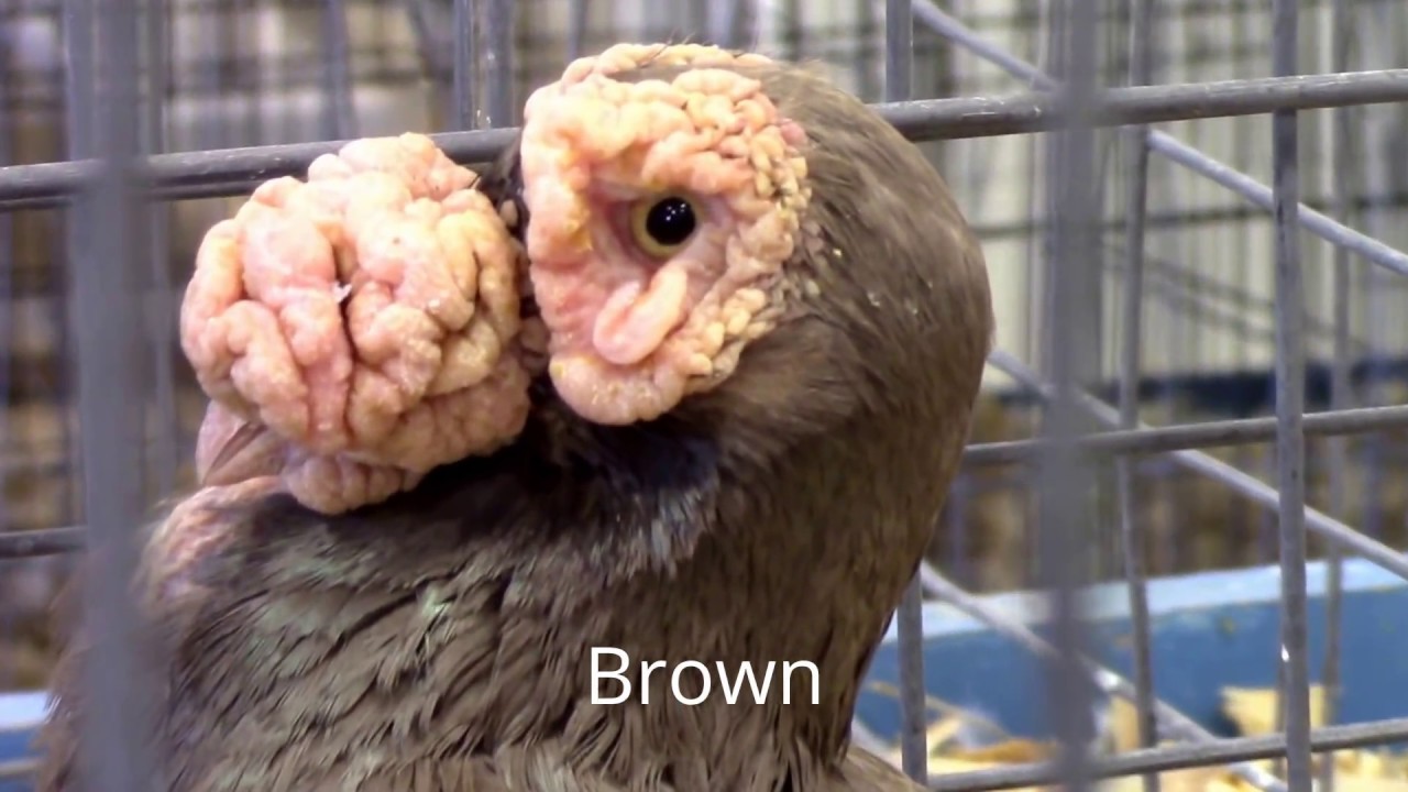 Fancy Pigeon Breeds. Archangel, Capuchine, Carrier, Frillback, and More.