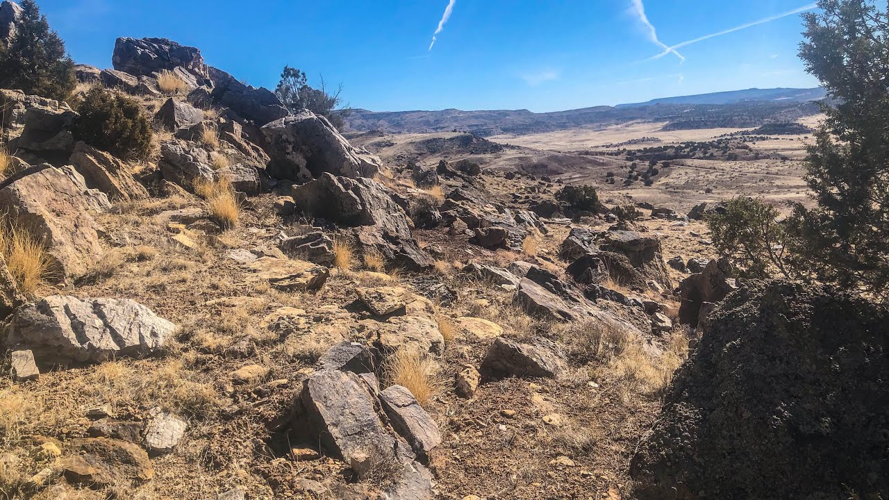 Petrified Wood Everywhere