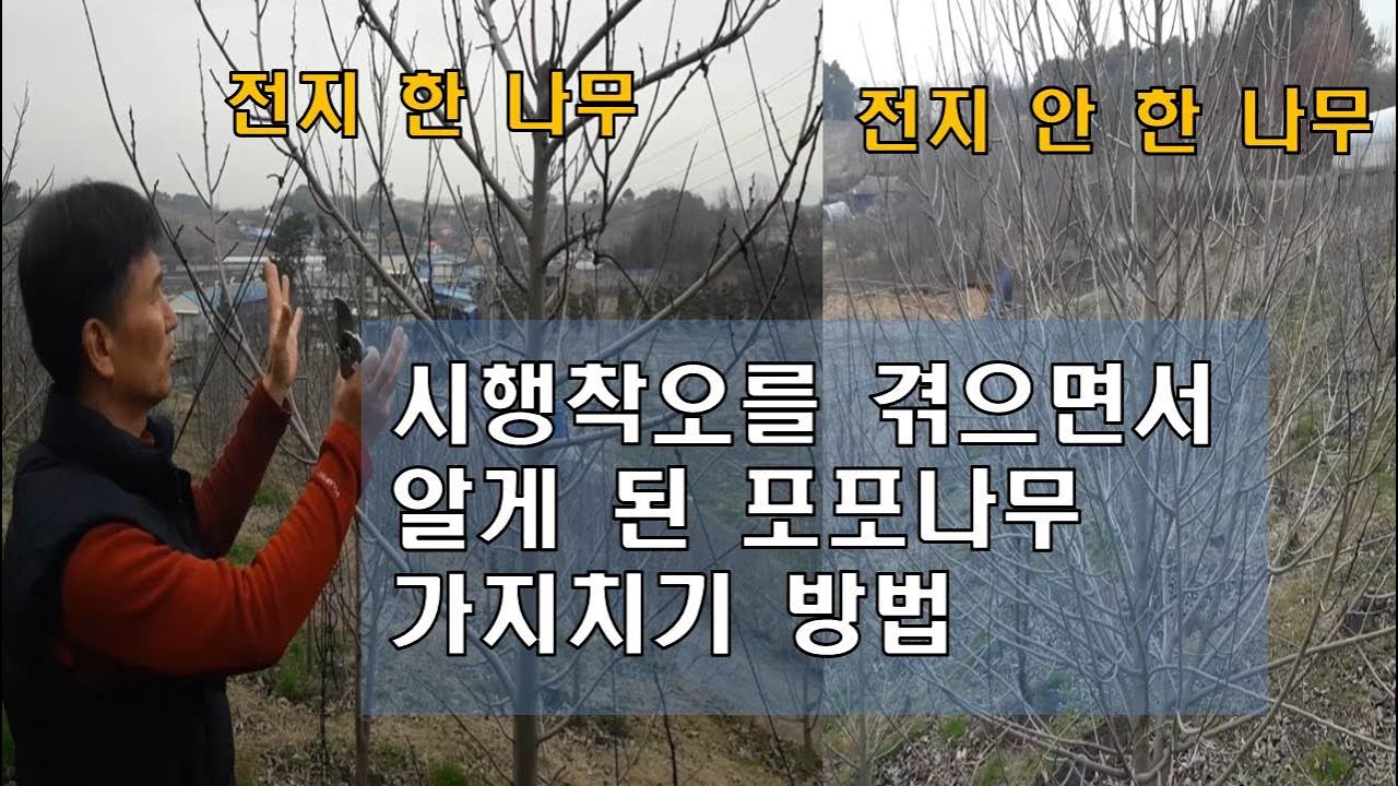 시행착오를 겪으면서 알게 된 포포나무 가지치기 방법