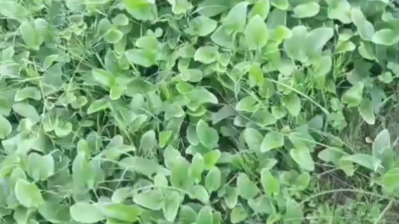 أولد سعيد ماشاء الله تبارك الله 