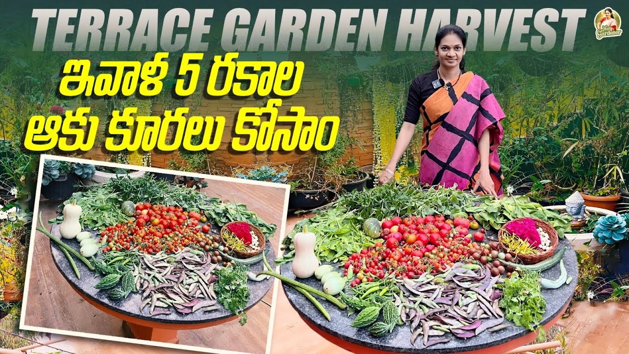 ఈ పొనగంటి కూర ఒకసారి వచ్చిందంటే, పోమన్న పోదు. #terracegarden #harvest #organic @MADGARDENER