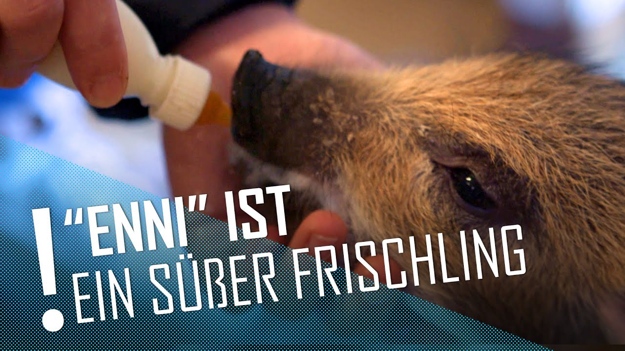 Wildschweinbaby 