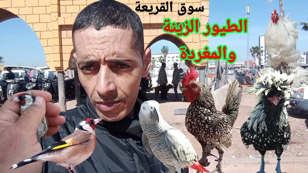 سوق القريعة لطيور _ المقنين 🐦 دجاج زينة 🐓🐔 ببغاء الغابون 🦜 كناري _ حمام 🕊️ الارنب 🐇 بالدار البيضاء