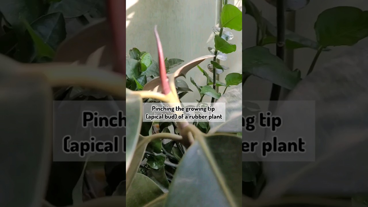 Pruning ficus elastica / rubber plant #gardeningvideos #youtubeshorts
