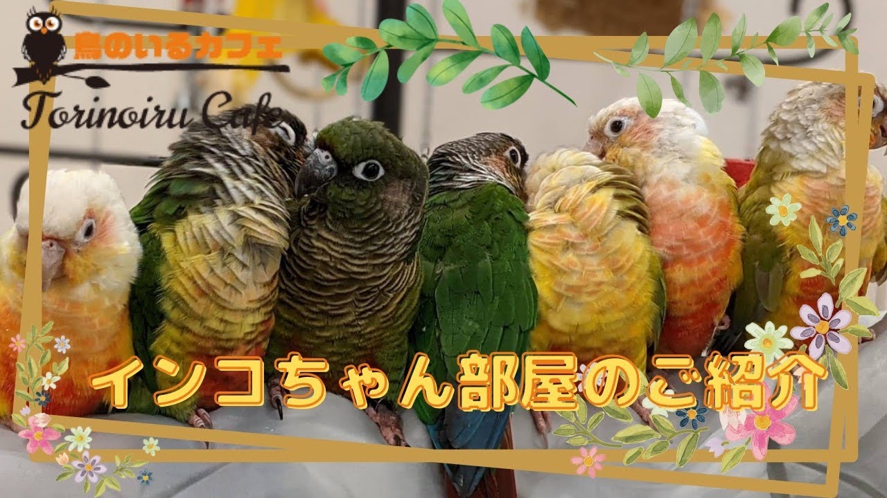 【鳥のいるカフェ🕊千駄木店】インコちゃん部屋のご紹介