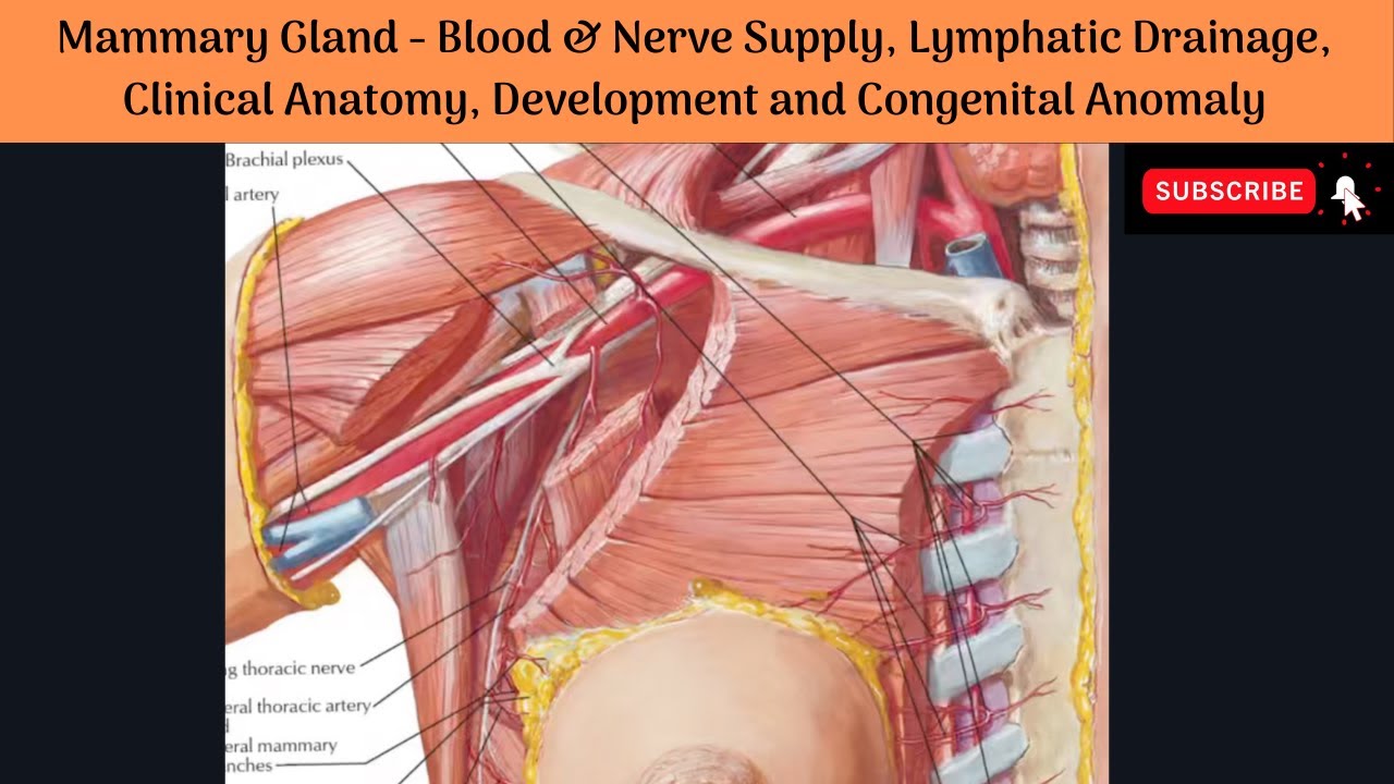 Mammary Gland - Blood & Nerve Supply, Lymphatic Drainage| Clinical Anatomy | Development & Anomaly