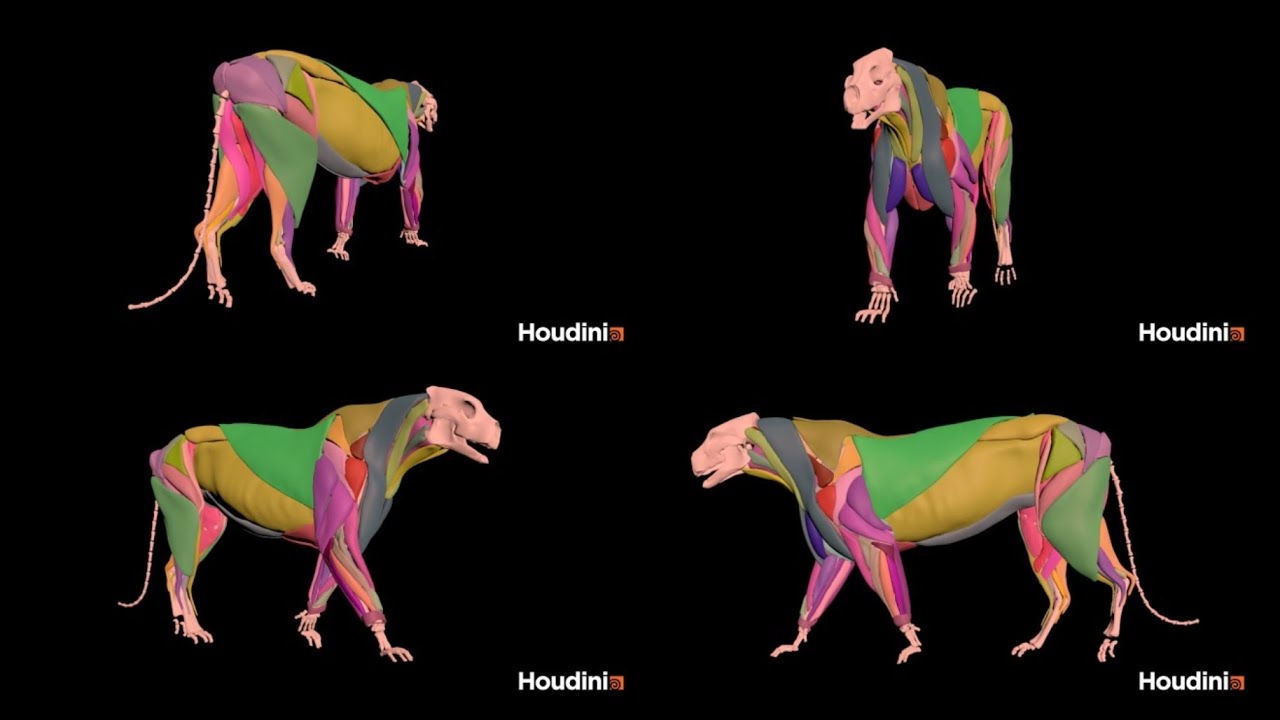 Houdini 20.5 Black Panther Tissue simulation walk @houdini3d