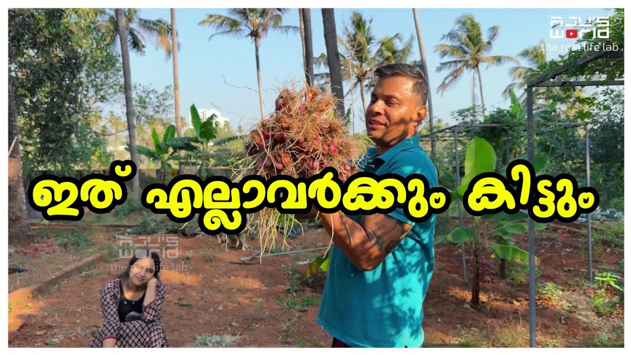 എല്ലാവർക്കും ഇത് കിട്ടും.. /Agriculture harvest /Day in my life /onion Krishi 