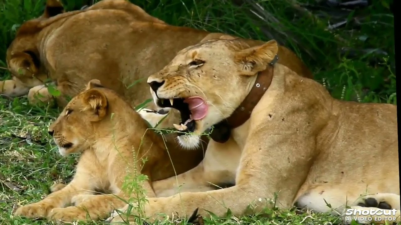 Lions#afrikanisch#elephant
