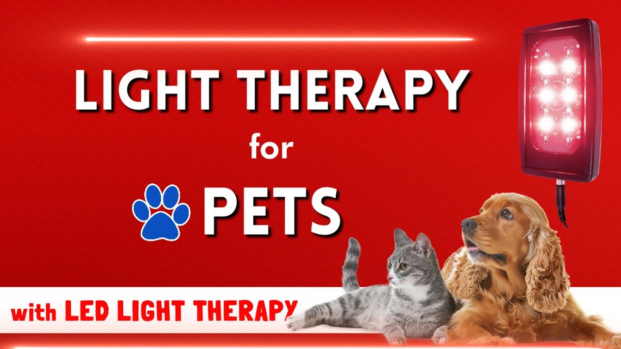 How to treat Small Animals with LED light Therapy | Light therapy for animals