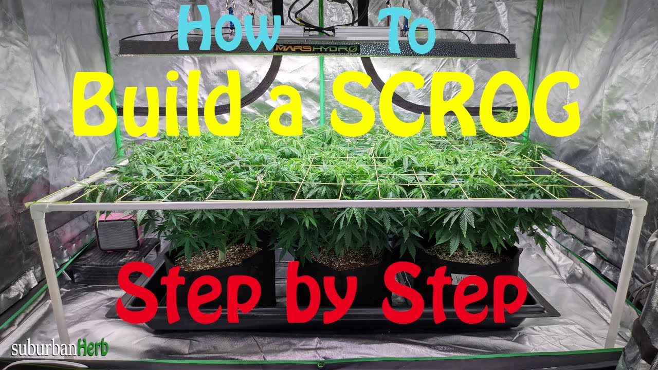 How to Build A Scrog, step-by-step with suBurBan heRb