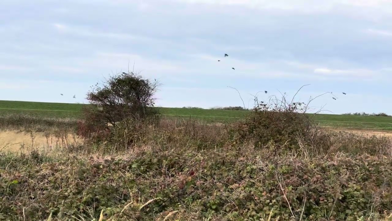 Blue tit tsunami. 