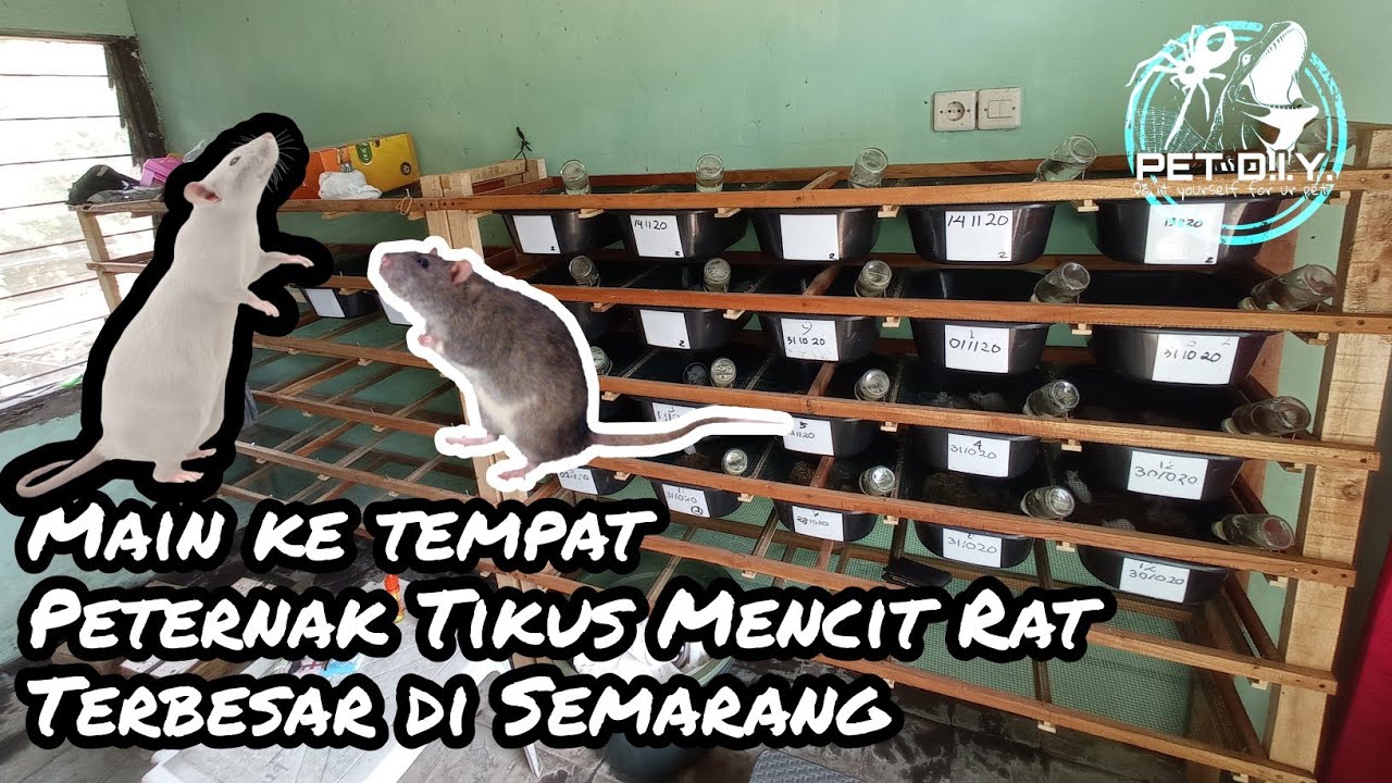 Peternak Tikus terbesar di semarang