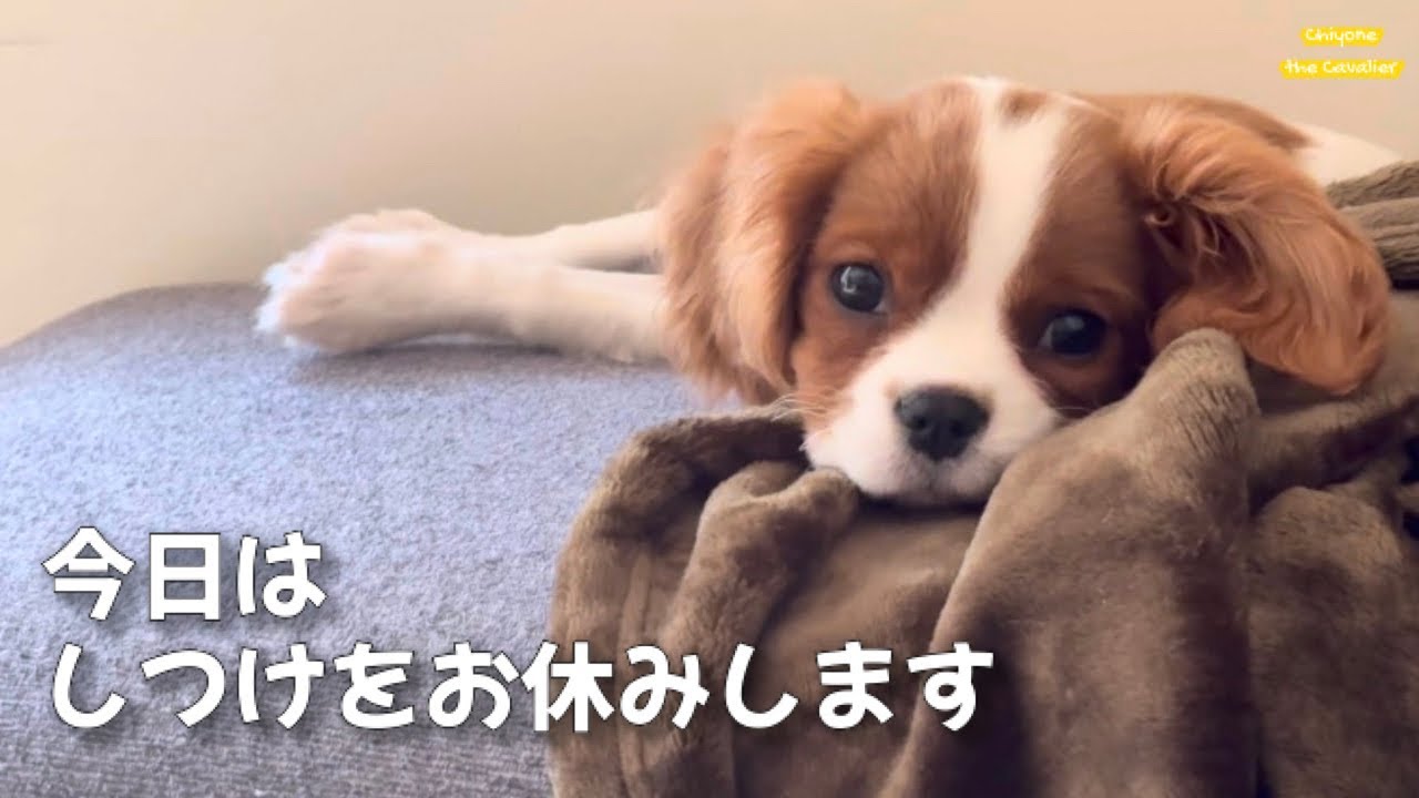 新しい時間の過ごし方を覚えた子犬 / 回顧録 #20 【北海道暮らし キャバリア】