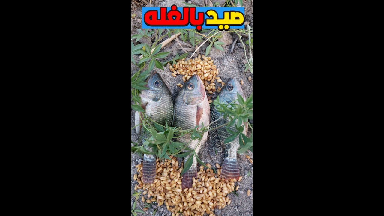 شوف بشاير صيد الغله السمك الكبير يظهر في دور الغله