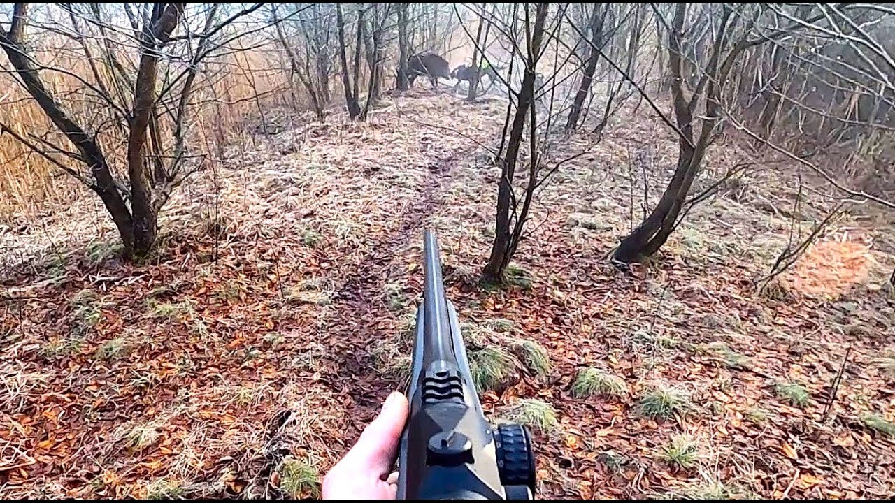 Gończy polski - czipsy i dziki - wild boar hunt