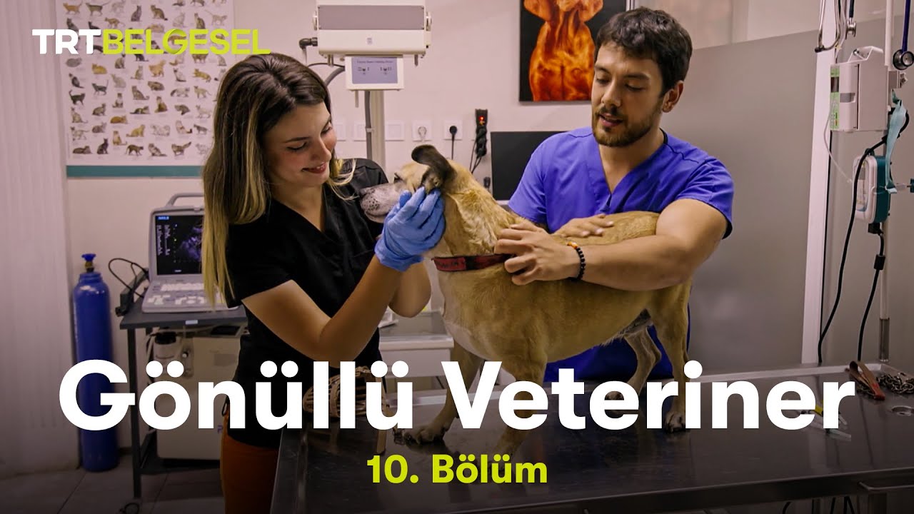 G&ouml;n&uuml;ll&uuml; Veteriner | 10. B&ouml;l&uuml;m | TRT Belgesel