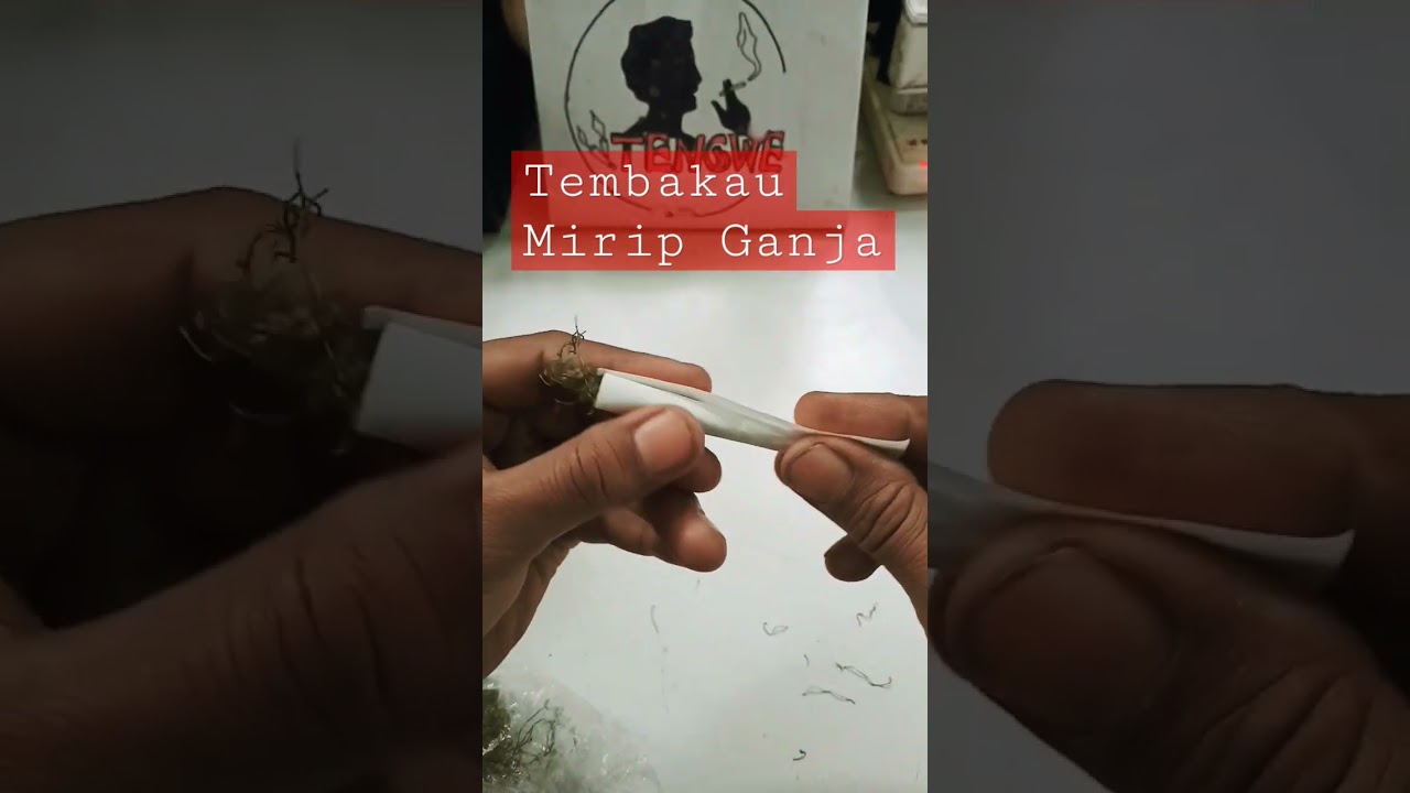 Tembakau Mirip Ganja, Linting Tembakau Manual Hand Rolling #tingwe #tembakaulinting #tembakau