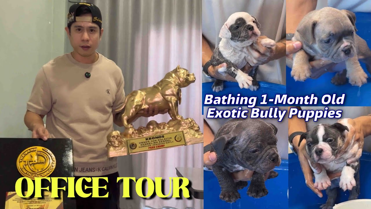 ₱RICE REVEAL?! 💰 1-Month-Old EXOTIC BULLIES | OFFICE TOUR + TRIPLE CHAMP KRONOS&rsquo; TROPHIES