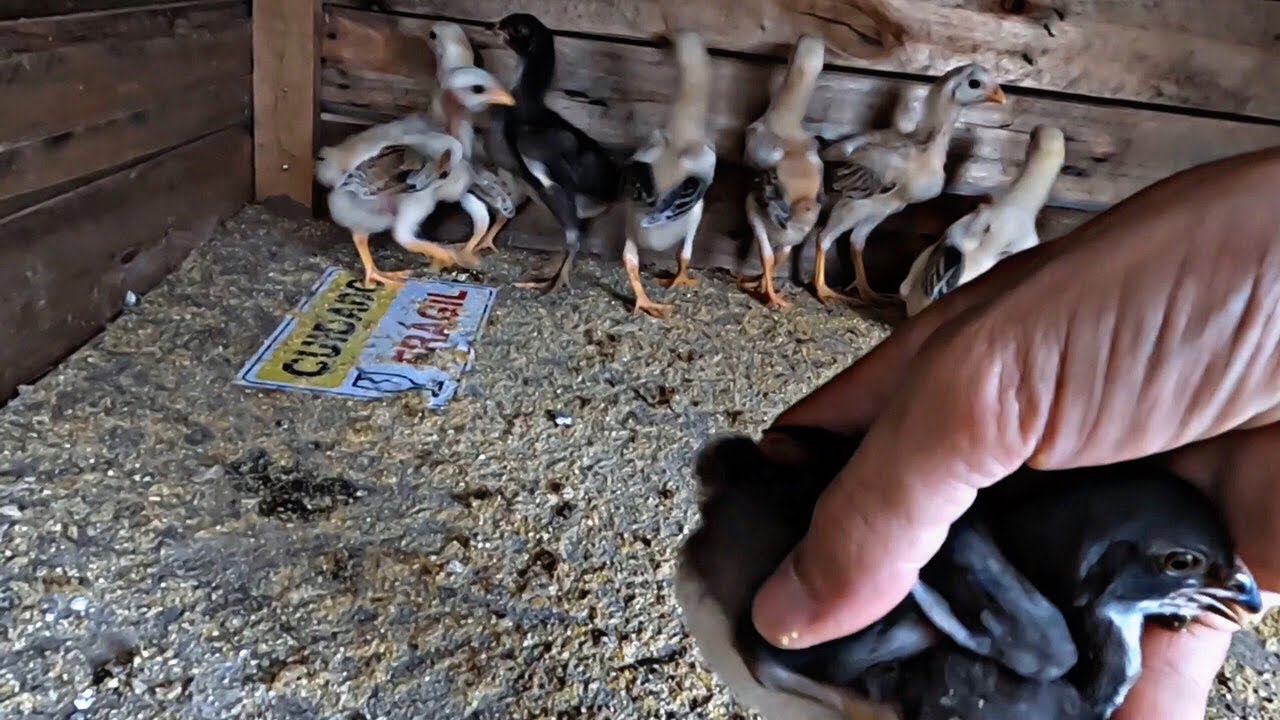 CLIENTE COMPROU SÓ UM PINTINHO POR  20 REAIS