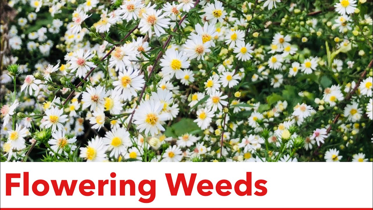 🌿 Flowering Weeds  🌼  🌸  🌺 in Fall | Frost Aster, Goldenrod, Spear Thistle, Blueweed.. | Plant Shows