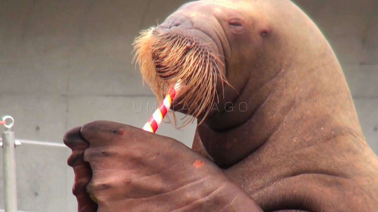 03-Walrus 